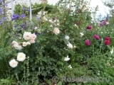 Crocus Rose® Crocus Rose®