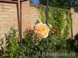 Crown Princess Margareta® Crown Princess Margareta®