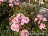 The Alnwick Rose The Alnwick Rose