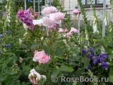 The Alnwick Rose The Alnwick Rose