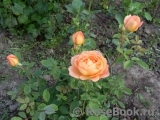 Lady of Shalott Lady of Shalott