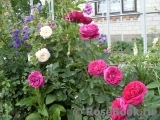 Falstaff® Falstaff®