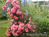 Rosarium Uetersen Rosarium Uetersen