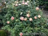 Lady of Shalott Lady of Shalott