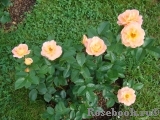Rosemary Harkness Rosemary Harkness