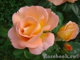 Rosemary Harkness Rosemary Harkness