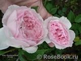 The Wedgwood Rose The Wedgwood Rose