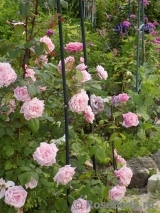 Blossomtime Blossomtime