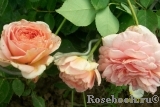 Abraham Darby Abraham Darby