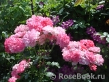 Rosarium Uetersen Rosarium Uetersen
