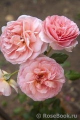 Abraham Darby Abraham Darby