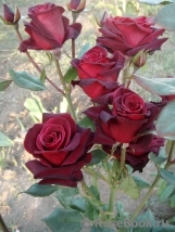 Black Baccara Black Baccara