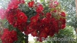 Rouge Meillandecor Rouge Meillandecor