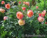 Gartenspass ® Gartenspass ®