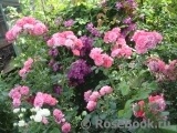 Rosarium Uetersen Rosarium Uetersen