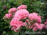 Rosarium Uetersen Rosarium Uetersen