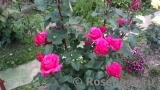 Vin Rose Vin Rose