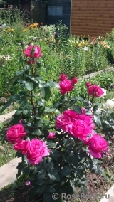 Vin Rose Vin Rose
