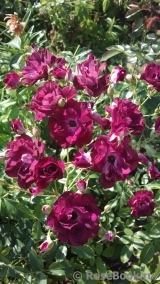Burgundy Ice Burgundy Ice