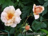 Julia's Rose Julia's Rose
