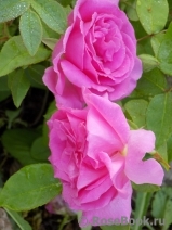 Zephirine Drouhin Zephirine Drouhin