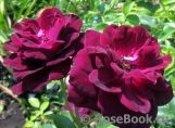 Burgundy Ice Burgundy Ice