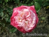 Spanish Dancer