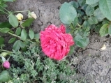 Red Intuition Red Intuition
