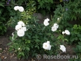Schneewittchen Schneewittchen