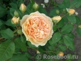 Crown Princess Margareta® Crown Princess Margareta®