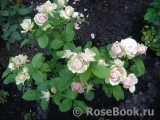 Eden Romantica ® Eden Romantica ®