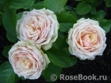 Eden Romantica ® Eden Romantica ®