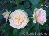 Eden Romantica ® Eden Romantica ®