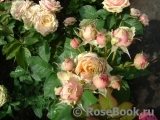 Eden Romantica ® Eden Romantica ®