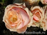 Eden Romantica ® Eden Romantica ®