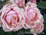 Eden Romantica ® Eden Romantica ®