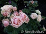 Eden Romantica ® Eden Romantica ®