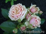 Eden Romantica ® Eden Romantica ®