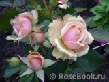 Eden Romantica ® Eden Romantica ®