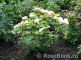 Eden Romantica ® Eden Romantica ®