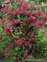 Super Excelsa Super Excelsa