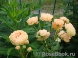 Crown Princess Margareta® Crown Princess Margareta®
