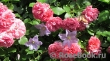 Rosarium Uetersen Rosarium Uetersen