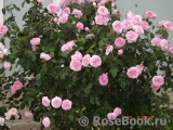 Gertrude Jekyll Gertrude Jekyll