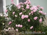 Gertrude Jekyll Gertrude Jekyll