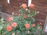 Westerland Westerland