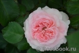 Mariatheresia Mariatheresia