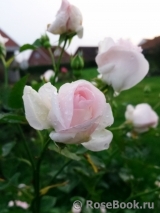 Aspirin Rose Aspirin Rose