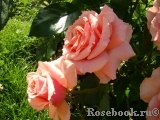 Poesie Poesie