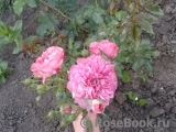 Rosarium Uetersen Rosarium Uetersen